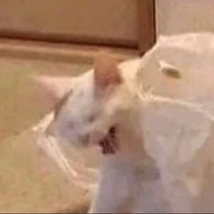 Meet your Posher, Rick